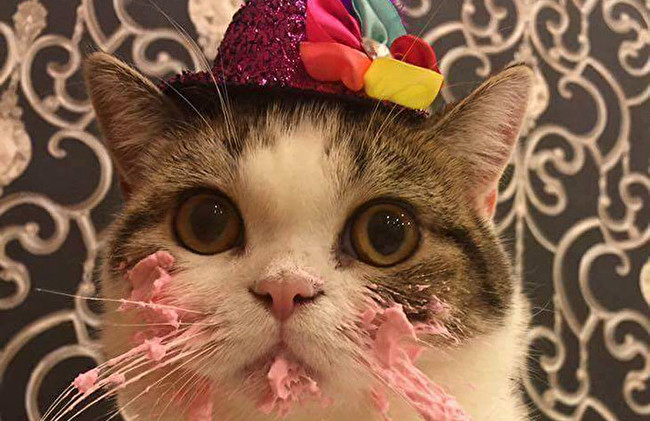 cat.jpg