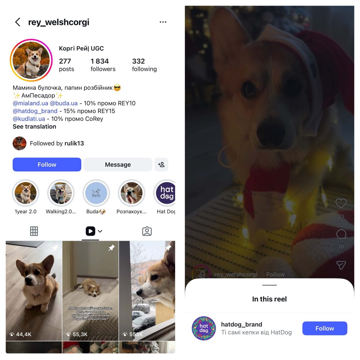 Акаунт амбасадора бренду коргі Рея