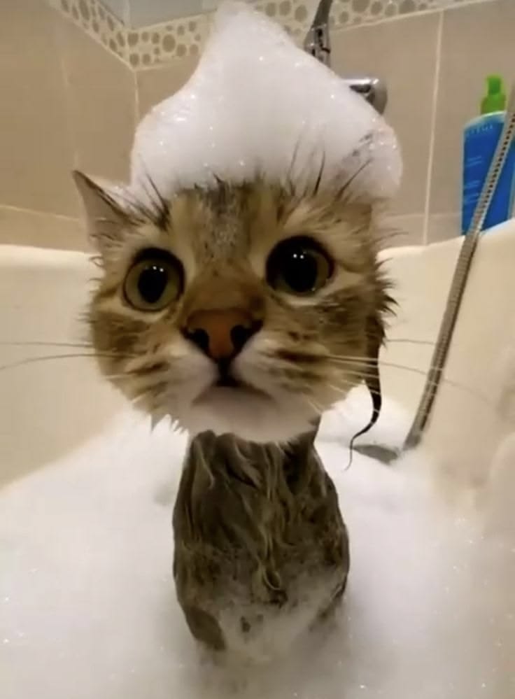 начальное фото кота в ванной